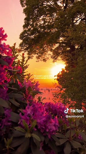 Exploring the Beauty of Orange in Sunsets