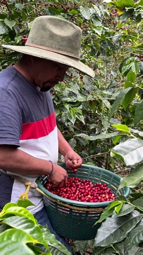 Natural Coffee Processing