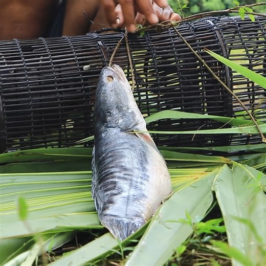 #cookingcrocodile #eatcrocodile #bigcrocodile #catchingcrocodile #bigmaneatcrocodile #crocodilefood #cookingcoat #cookingbigpig #bigpig #eatpig #eatpig #roastbigpig #Eatcentipede ##centipede #cookingdog #Eatdog #dog #dogfood #babycow #eatcowbaby #Eatsnake #Snake #cooksnake | Rural Cooking