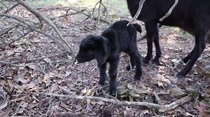 27K views · 1.4K reactions | One of our Spanish goats finally has a baby Spanish Goat. This first baby is a boy, 11 of the other Spanish Goat nanny goats are also due to kid anytime now also. Be sure to follow our page and subscribe to our youtube channel. www.youtube.com/hiddenheightsfarm | Hidden Heights Farm | Facebook