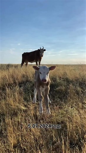 Шамиль Халакурбанов on Instagram: "@fermer_tok_161 🤝"