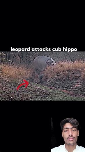Hippo vs leopard #trending #animals #wildlife #shorts #leopard #hippo #shortvideo
