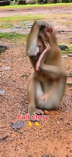 Monkeys Show TV on Reels