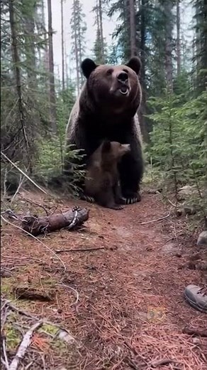 He Frees a Trapped Baby Grizzly — Then the Mother Explodes Out of the Forest Without Warning