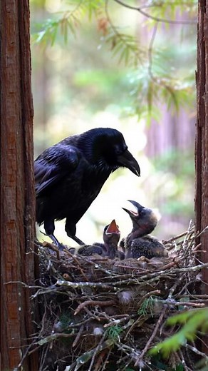 Common Raven | Smartest Bird on Earth? Amazing Corvus corax Facts in 32 Seconds!