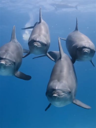 Exploring Underwater Life: Dolphins & Snorkeling Adventure
