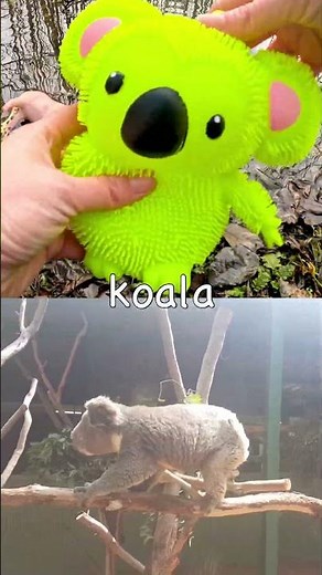 Animal Learning | Animal Names for Babies Kids: Monkey Crocodile Koala Cow Dog Turtle