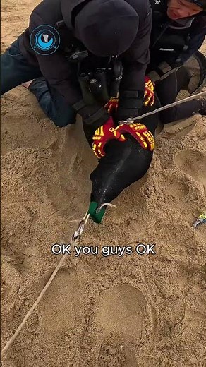 Seal Rescue: A Giant in Trouble #shorts