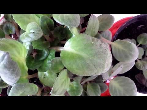 African Violet (Saintpaulias) clusters have sprouted from numerous leaf cuttings