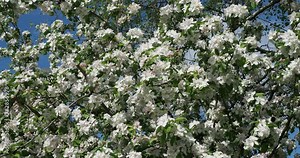 Wild apple trees (Malus sylvestris) with spectacular and numerous white inflorescence on spreading stems with scent attracting bees