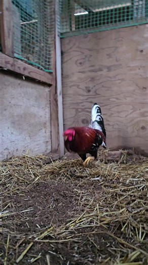 Exploring Gamefowl Breeds: A Closer Look at Gallero and Gallos Finos