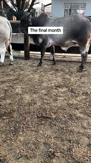 Optimizing Feedlot Farming for Healthy Cattle: Tips and Techniques