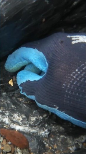 Diver find $115 Gold Nugget #goldprospecting #goldnugget #sniping