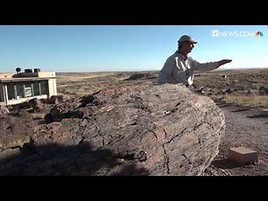 Explore the Giant Logs at the Petrified Forest National Park
