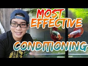 How to CONDITION Betta fish for BREEDING
