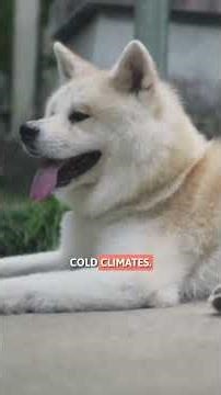 5 Interesting Facts About Akita Inu Dogs 🥹