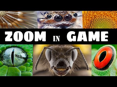 ZOOM IN PICTURE – GUESSING GAME close up QUIZ