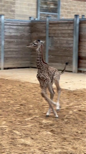 Turbo Tino coming in hot 💨 The Zoo’s giraffe herd has grown by six feet with our newest arrival, Tino! Stop by to see this cutie in our African Forest exhibit. He'll be spending the morning on exhibit with the herd and behind the scenes in the afternoons bonding with his mom, Kamili. | Houston Zoo