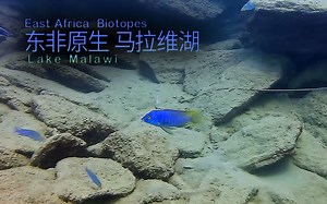 【东非原生】马拉维湖 (15) 臼齿丽鲷属 (Mylochromis ) 斜间类慈鲷 合集 6P