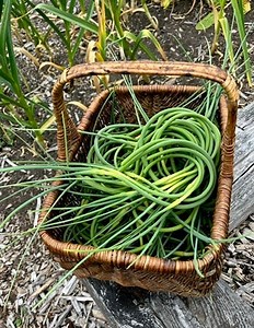 # 341: It’s Time for Garlic Scapes