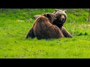 Brown bears for Slovenia's forests