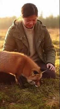 The Red Fox in the Silent Forest Documentary