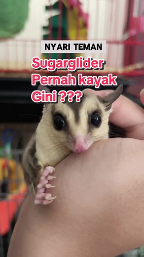 Mengatasi Suara Barking Sugar Glider
