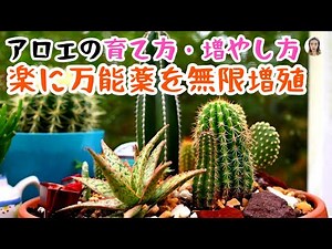アロエの育て方、4つのステップで無限に増やす、美容にも健康にも役立つ万能薬！｜花子