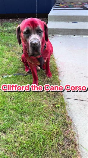 Clifford the Cane Corso: A Dazzling Dog Experience