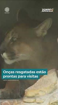 Onças resgatadas estão prontas para visitas | #DomingoEspetacular #shorts