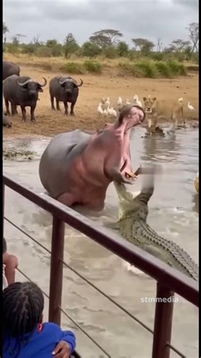 दरियाई दंगल: दरियादिल हिप्पो बनाम खूँखार मगरमच्छ! 🦛🐊