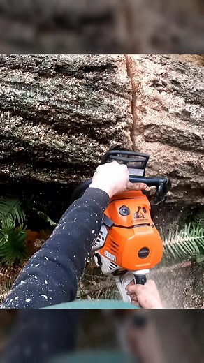 39K views · 532 reactions | Two trees fell 望 #chainsaw #asmr | Guilty of treeson | Facebook