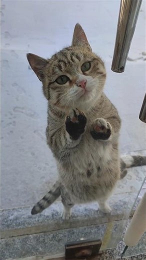 Let's see the beauty🍃#snow#cat #resturant#cooking#love #nature#breakfast#dessert #lunch