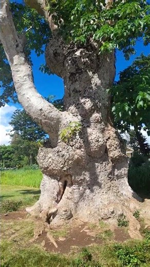 This is Grandpa Tree.