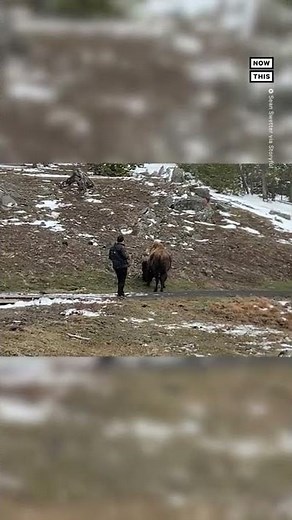 Bison Charges Man for Getting Too Close 😳