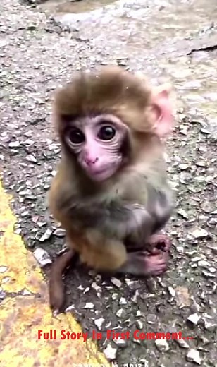 2.4K views · 32 reactions | In the vast jungle, where the trees stood tall and the rivers flowed endlessly, a tiny baby monkey named Kiko struggled to survive. He had been born into a world where strength and dominance ruled, but he had neither a mother to protect him nor a family to rely on. | Baby Monkey | Facebook