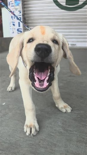 Feel the Power #dog #dogs #dogshorts #faith #pets #pet #petlover #petlovers #humanity #god