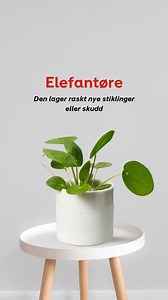 Et økonomisk plante!🌱 Den lager raskt nye stiklinger eller skudd som du enten kan beholde i samme potte for en fyldigere plante, eller omplante i nye potter for å spre grønt til flere steder i hjemmet 🌱 Med litt flaks kan du også få elefantøret til å blomstre. Den blomstrer med bittesmå blomster i store klaser, et sted mellom april og juli. ☀️ Har du fått ditt elefantøre til å blomstre noen gang? #plantasjen #grønneplanter #dyrkselv | Plantasjen
