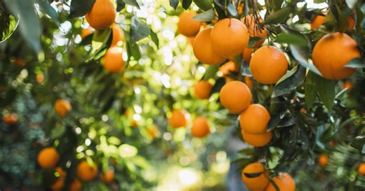 Climate change, hurricanes and citrus disease taking toll on Florida orange farmers