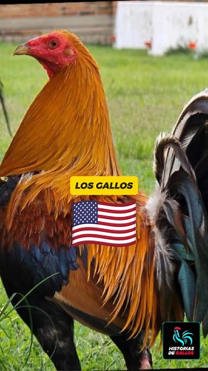 ¿Por qué los americanos criaron gallos tan buenos? ¿Alguna vez te has preguntado por qué los gallos americanos son tan reconocidos en todo el mundo? No fue casualidad… fue el resultado de años de estudio, disciplina y pasión por la genética. #GallosDePrimerNivel #gallos #GallosFino | Historias de Gallos