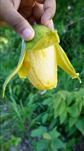 How to Cut a Mango Like a Pro – Easy & Mess-Free Techniques! #mango #carvingart