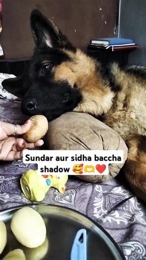 मेरा सुंदर बच्चा Shadow 🥰🫶❤️#germanshepherd#animatic #oc #tutorial