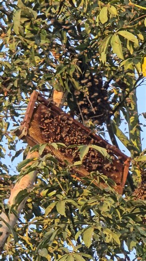 Catching bees swarm on the tree #swarming #catching #beekeeping #savethebees #farmer #beehive