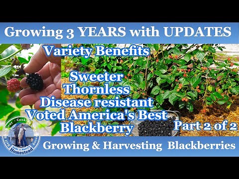 How to Grow & Harvest Blackberries | 3 years with UPDATES | Part 2 of 2