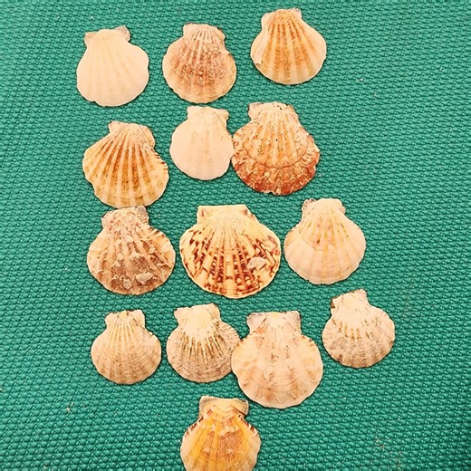 Beautiful Shells ,scallops - Etsy