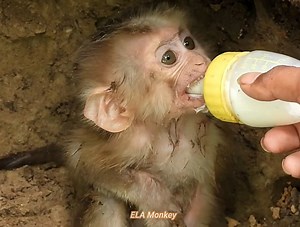 55K views · 3.3K reactions | Cheko The baby monkey is small, not strong yet, he does not know how to climb trees yet | ELA Monkey | Facebook