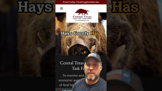 Get paid to remove feral pigs