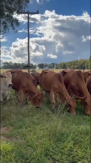 Vandag wil ek net weer hardop sê: dit is hoe ons moet werk. Nie met woorde nie, maar met dade. Nie met beloftes nie, maar met oop harte. Ons kon Hanri se beeste skuif – weg uit die droë, seer aarde van Riversdal, na Kestell toe. Van stof en leegte, na gras en hoop. Dis nie net beeste wat geskuif het nie… dis hoop wat beweeg het. Dis ’n boer se asem wat weer ’n bietjie dieper kon gaan. Dis ’n familie wat vir nog ’n ruk kan aanhou. Dankie aan die boere wat hulle harte én hulle plase oopmaak vir an