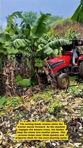 Powerful Banana Tree Cutter Machine – Modern Farming Innovation