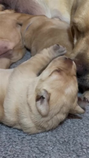 Adorable Puppies: Fun Facts About Labs